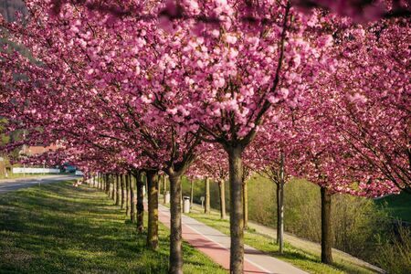 Japonske češnje nas spet razveseljujejo